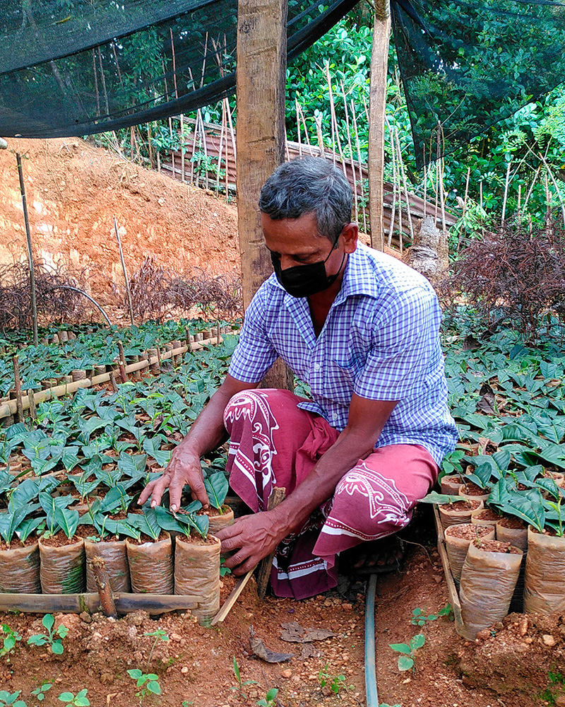 Sri Lanka thé équitable et bio