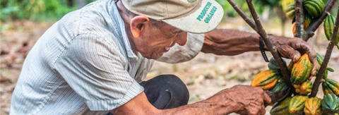 prix équitable du cacao 2026 AVSF ethiquable