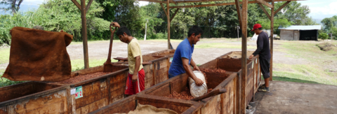 cacao pérou