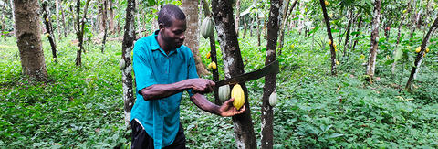 Origine Togo : un nouveau grand cru de chocolat équitable et bio