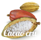 cacao cru