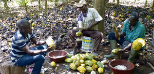 sceb cote d'ivoire caaco bio équitable