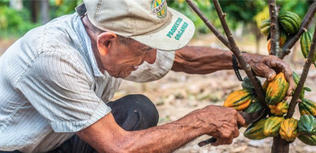prix équitable du cacao 2026 AVSF ethiquable
