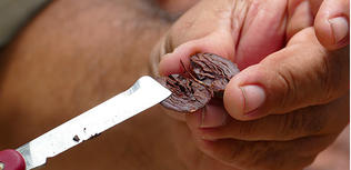 Hausse des prix du cacao : impact pour la production bio