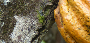 cabosse cacao
