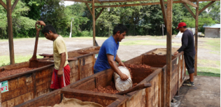 cacao pérou