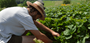 Paysans d'ici commerce équitable pour les producteurs français