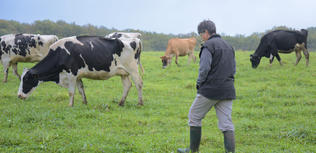 Création d'une filière lait en poudre pour le chocolat, équitable bio et labellisée