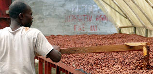 Comprendre la hausse des prix du cacao