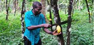 Origine Togo : un nouveau grand cru de chocolat équitable et bio