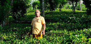 culture du thé bio au Sri Lanka