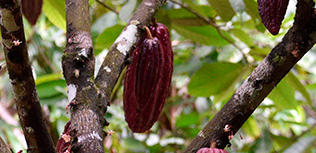 Cacao zéro déforestation