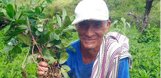 culture de cacahuète bio au Pérou
