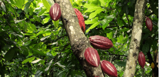 cacao zéró déforestation