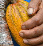 alto urubamba pérou cacao equitable bio ethiquable