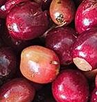 coopérative homa Ethiopie café