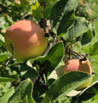 coopérative univert pomme bio equitable france