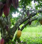 eL ceibo CACAO BIO EQUITABLE