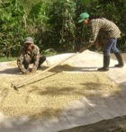 café colombie cosurca
