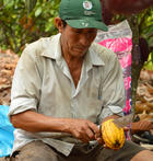 Producteur de cacao au Pérou