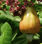 COOPAKE-FRUIT-cajou-bio-equitable-ethiquable.png