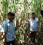 fecceg guatemala
