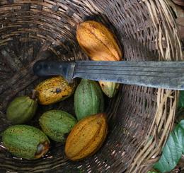 ikpa-togo-cacao-equitable-bio-récolte-ethiquable