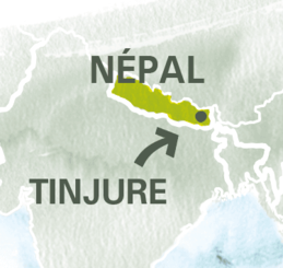 paysage népal thé