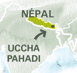 paysage népal thé noir