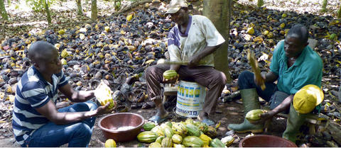 sceb cote d'ivoire caaco bio équitable