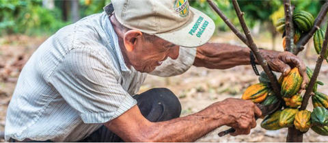 prix équitable du cacao 2026 AVSF ethiquable