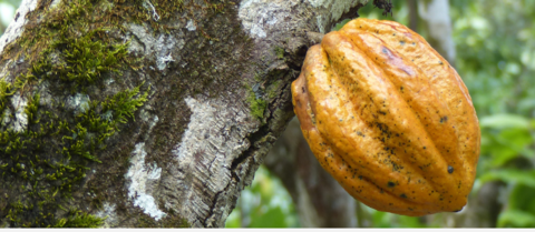 cabosse cacao