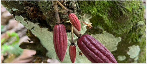 cabosse de cacao équitable bio