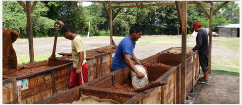 cacao pérou