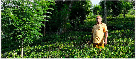 culture du thé bio au Sri Lanka