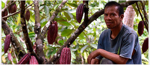 Cacao zéro déforestation