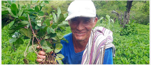 culture de cacahuète bio au Pérou