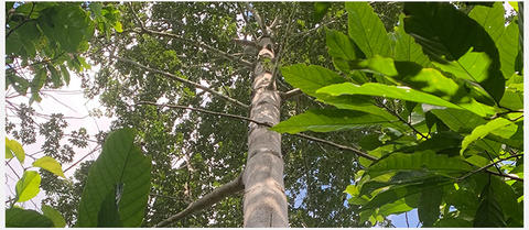RDUE déforestation importée