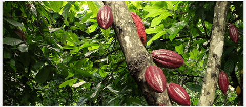 cacao zéró déforestation