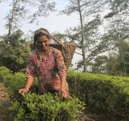 népal tinjure thé ethiquable