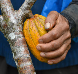 alto urubamba pérou cacao equitable bio ethiquable