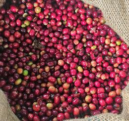 coopérative homa Ethiopie café