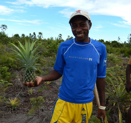 coopérative magnéva ananas