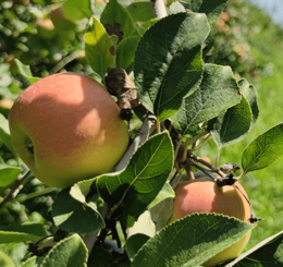 coopérative univert pomme bio equitable france