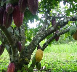 eL ceibo CACAO BIO EQUITABLE