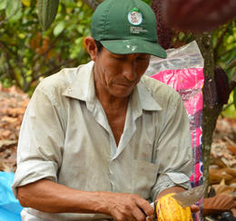 Producteur de cacao au Pérou