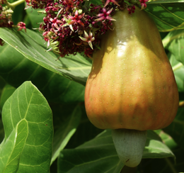 COOPAKE-FRUIT-cajou-bio-equitable-ethiquable.png