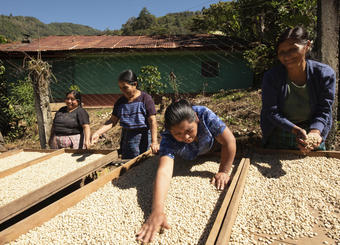 coopérative café asobagri