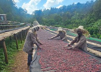 coopérative homa Ethiopie séchage cerise café