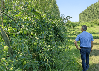 coopérative univert pomme bio equitable france